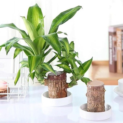 Justshoppy Bamboo Palm Plant, Money Plant(Hybrid, Pack of 1)