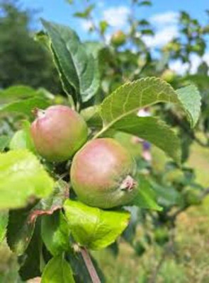 BREEZY BLOOMS Apple Plant(Hybrid, Pack of 1)