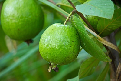 BEWPOLENA Guava Plant(Hybrid, Pack of 1)