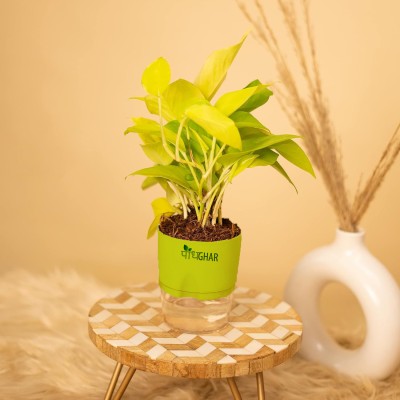 podhghar Money Plant(Pack of 1)