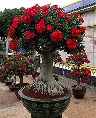 GreenyOn Adenium Plant(Hybrid, Pack of 1)