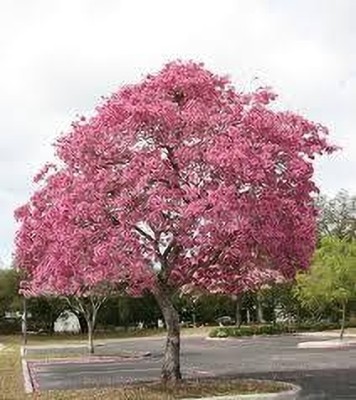 KUMUBON Tabebuia rosea(Hybrid, Pack of 1)