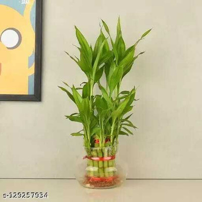 ARYAN EVERGREEN Two Layer Bamboo Plant(Hybrid, Pack of 1)