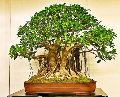 SKDIYA Ficus Bonsai(Hybrid, Pack of 1)
