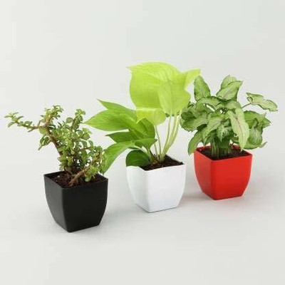 GeenLk Money Plant(Hybrid, Pack of 3)