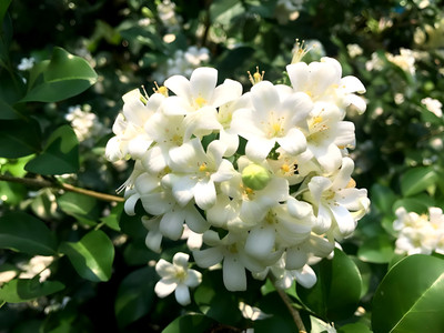 ALOCHUZ Madhu Kamini Plant(Hybrid, Pack of 1)