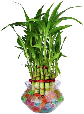 GIRISHA TRADERS Two Layer Bamboo Plant, Lucky Bamboo Straight Stick, Dracaena Plant(Pack of 1)