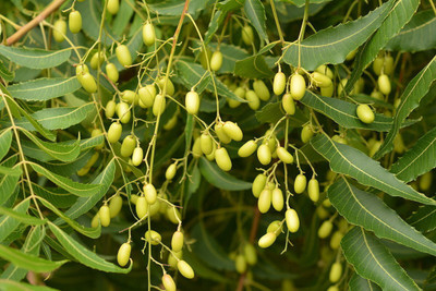 APOSOLUARD Neem Plant(Hybrid, Pack of 1)