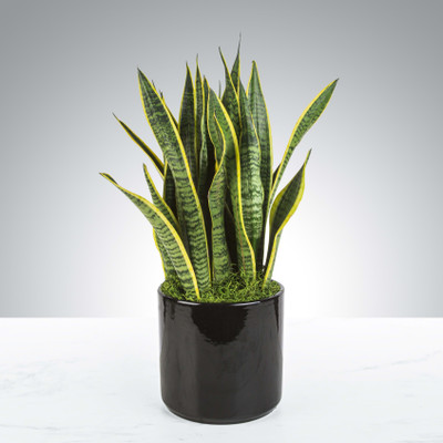 MondallNursery Snake Plant(Hybrid, Pack of 1)