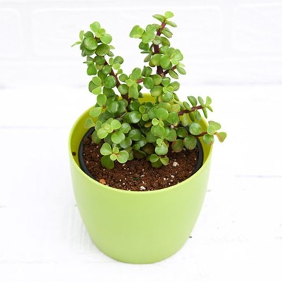 Cloud Farm Jade Plant(Hybrid, Pack of 1)