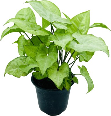 Cloud Farm Syngonium White Butterfly Plant(Hybrid, Pack of 1)