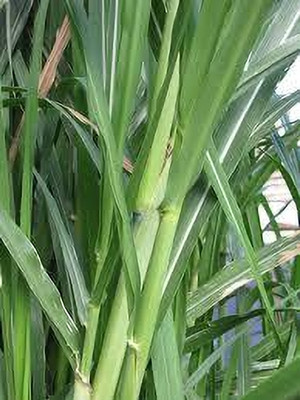 DAS ENTERPRISE NB Hybrid Napier Grass(Hybrid, Pack of 1)