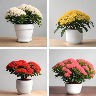 Cloud Farm Trothic Ixora/Chethi Plant(Hybrid, Pack of 4)