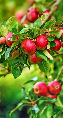 BEWPOLENA Apple Plant(Hybrid, Pack of 1)