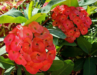 the green dotcom Euphorbia Plant(Hybrid, Pack of 1)