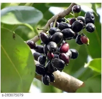 Cloud Farm Java Plum Plant(Hybrid, Pack of 1)