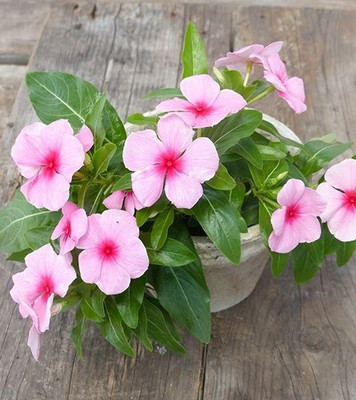 My Dream Nursery Sadabahar/Periwinkle Plant(Hybrid, Pack of 1)