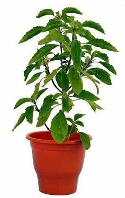 THE BHOWMICK Tulsi Plant(Hybrid, Pack of 1)
