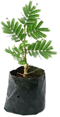 AFARTIOBINA Shami/Jand Plant(Hybrid, Pack of 1)