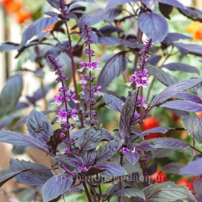 YourPlant Tulsi Plant(Hybrid, Pack of 1)