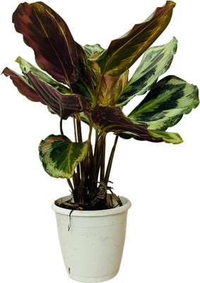 Hug A Plant Calathea Plant(Hybrid, Pack of 1)