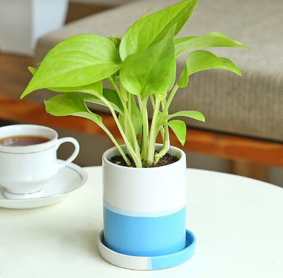 BISWAS GARDEN Money Plant(Hybrid, Pack of 1)