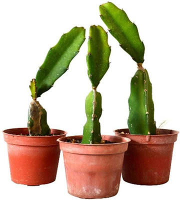 Marinetree Dragon Tree(Hybrid, Pack of 1)