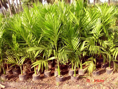 SR FARM Betel Nut/Supari Plant(Hybrid, Pack of 1)