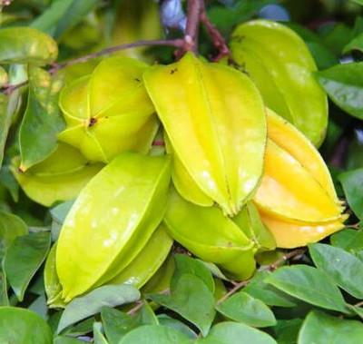 Greenearth Star Fruit Carambola Grafted Plant(Hybrid, Pack of 1)
