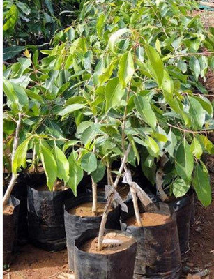 RUFLEF Jamun Plant(Hybrid, Pack of 1)