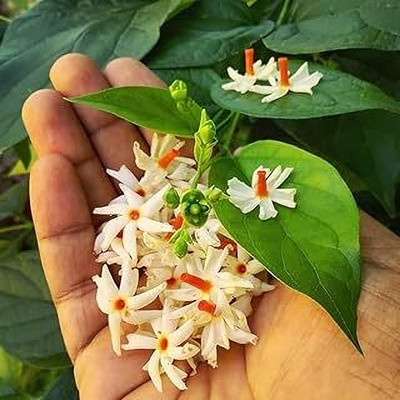 MAITRA AND SONS Parijat/Harsingar Plant(Pack of 1)