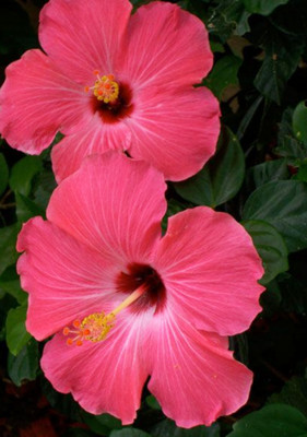 ABC Hibiscus Plant(Hybrid, Pack of 1)