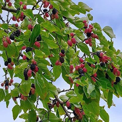 dream shop now Shahtoot/Mulberry Plant(Hybrid, Pack of 1)
