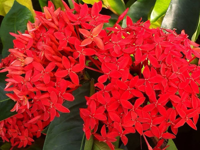 rimi Ixora Plant, Trothic Ixora/Chethi Plant(Hybrid, Pack of 1)
