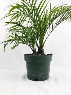 Oxygreenplant Phoneix Palm Plant(Hybrid, Pack of 1)