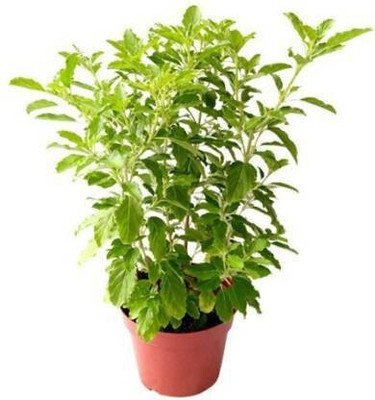 AFARTIOBINA Tulsi Plant(Hybrid, Pack of 1)