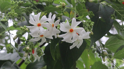 AquinnahGaden Night Bloom Jasmine Plant(Hybrid, Pack of 1)