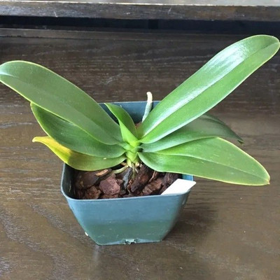 Aquinnah Orchid Plant(Hybrid, Pack of 1)