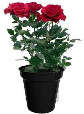 Grinian Rose Plant(Hybrid, Pack of 1)