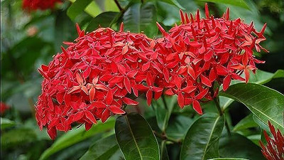 HIGH TECH FARM Ixora Mini Red Flowering Plant(Hybrid, Pack of 1)