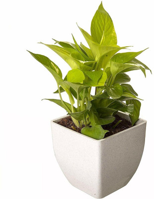 PETALFLEUR Money Plant(Hybrid, Pack of 1)