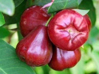 thai jamrul Wax Apple Plant(Hybrid, Pack of 1)