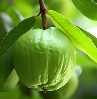 Green view Guava Plant(Hybrid, Pack of 1)