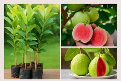 Subhrajit Guava Plant(Hybrid, Pack of 1)