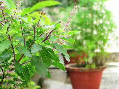 Ukanda Tulsi Plant(Hybrid, Pack of 1)