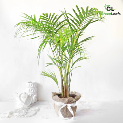 GREENLEAFS Areca Palm(Pack of 1)