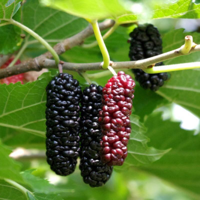 PB EVERGREEN Shahtoot/Mulberry Plant(Hybrid, Pack of 1)