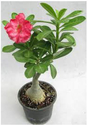 Bakuchi Adenium Plant(Hybrid, Pack of 1)