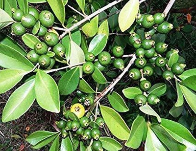 Vijay Sales Guava Plant(Hybrid, Pack of 1)