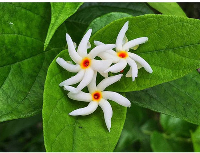 ABEFARIYA Parijat/Harsingar Plant(Hybrid, Pack of 1)